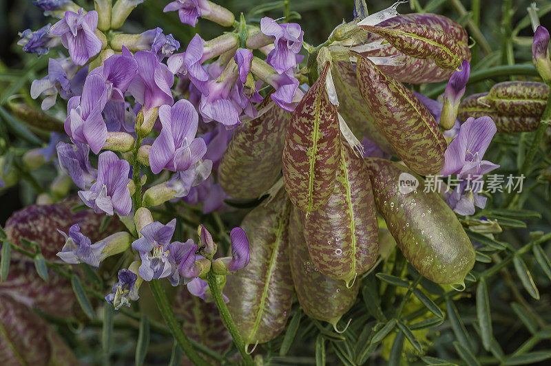 白Atragalus whitneyi是一种豆科植物，被称为气球豆荚黄芪或气球黄芪。蝶形花科。